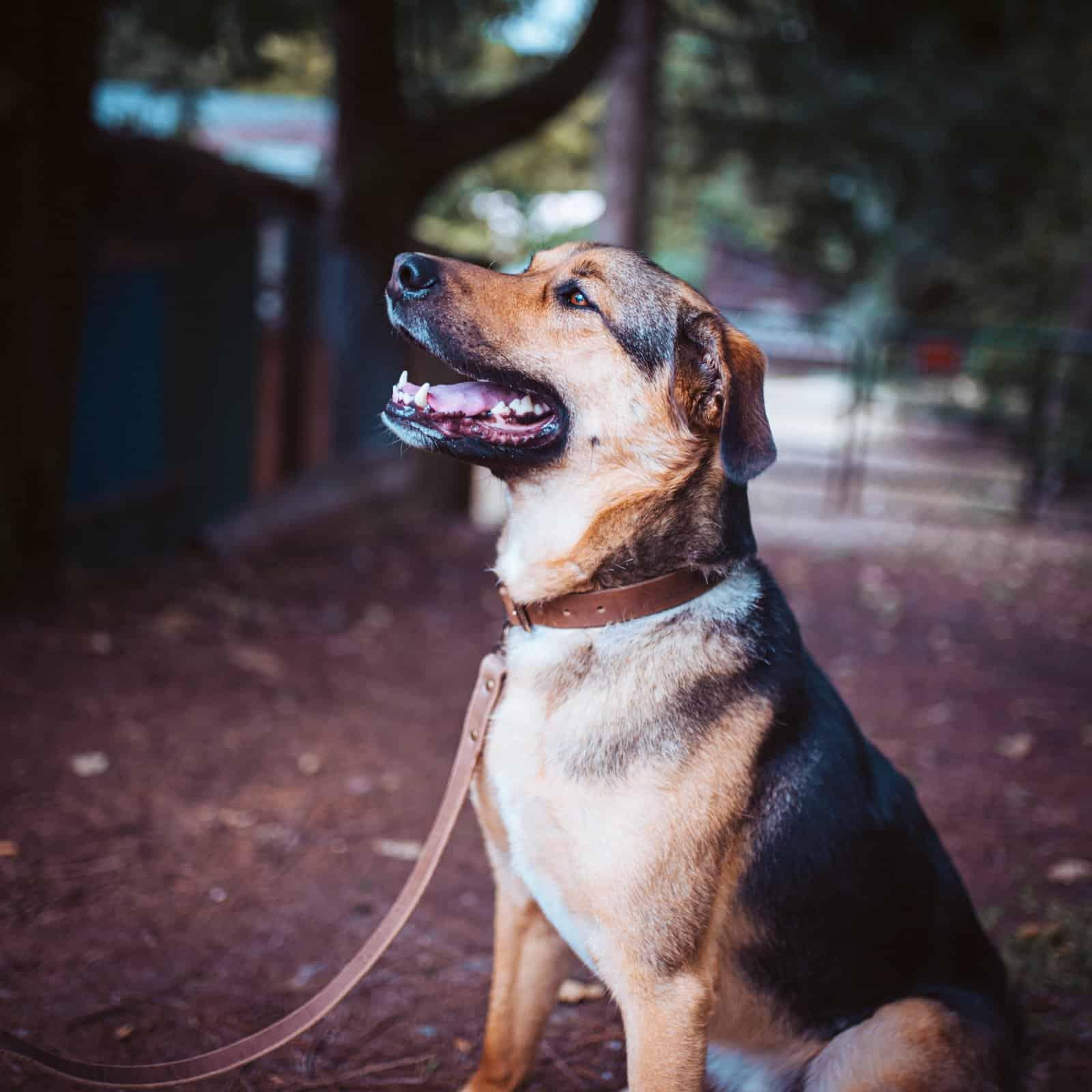 Leather Dog Collars & Leashes | Popov Leather