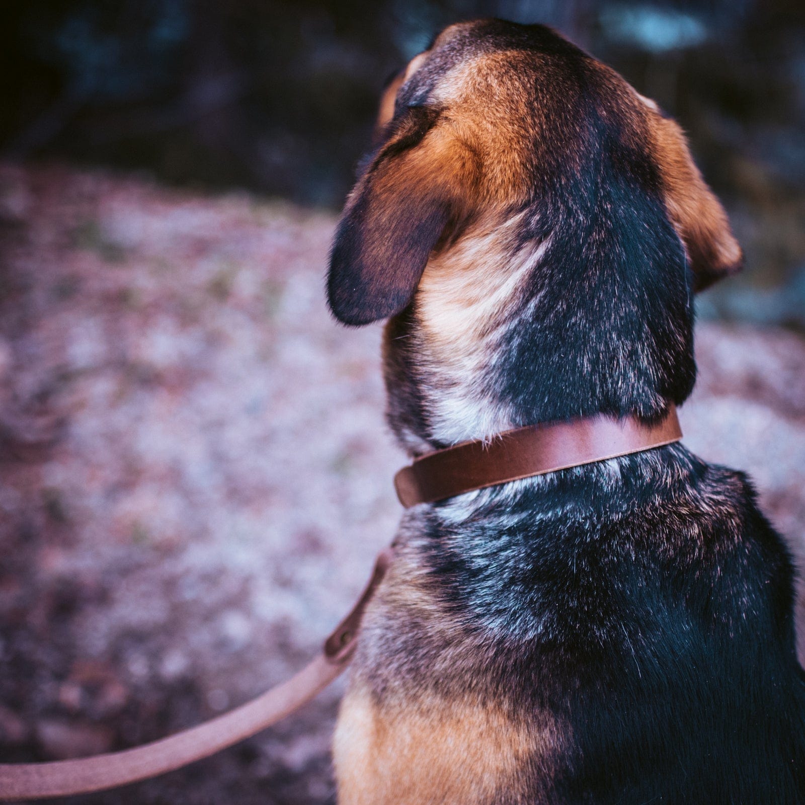 Matching Dog Collar & Leash Bundle - Natural Popov Leather®