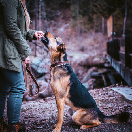woman feeding treat to dog on leather leash