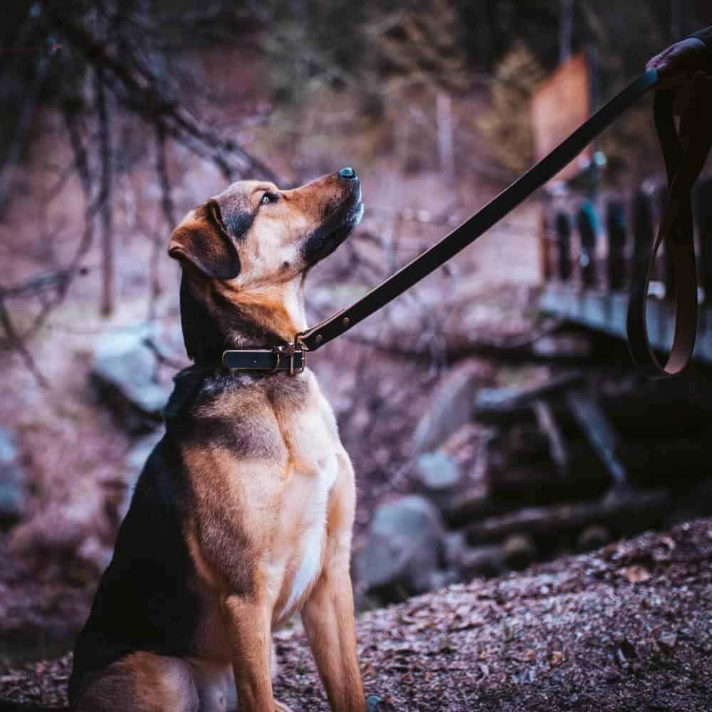 Leather Dog Collar - Black Popov Leather