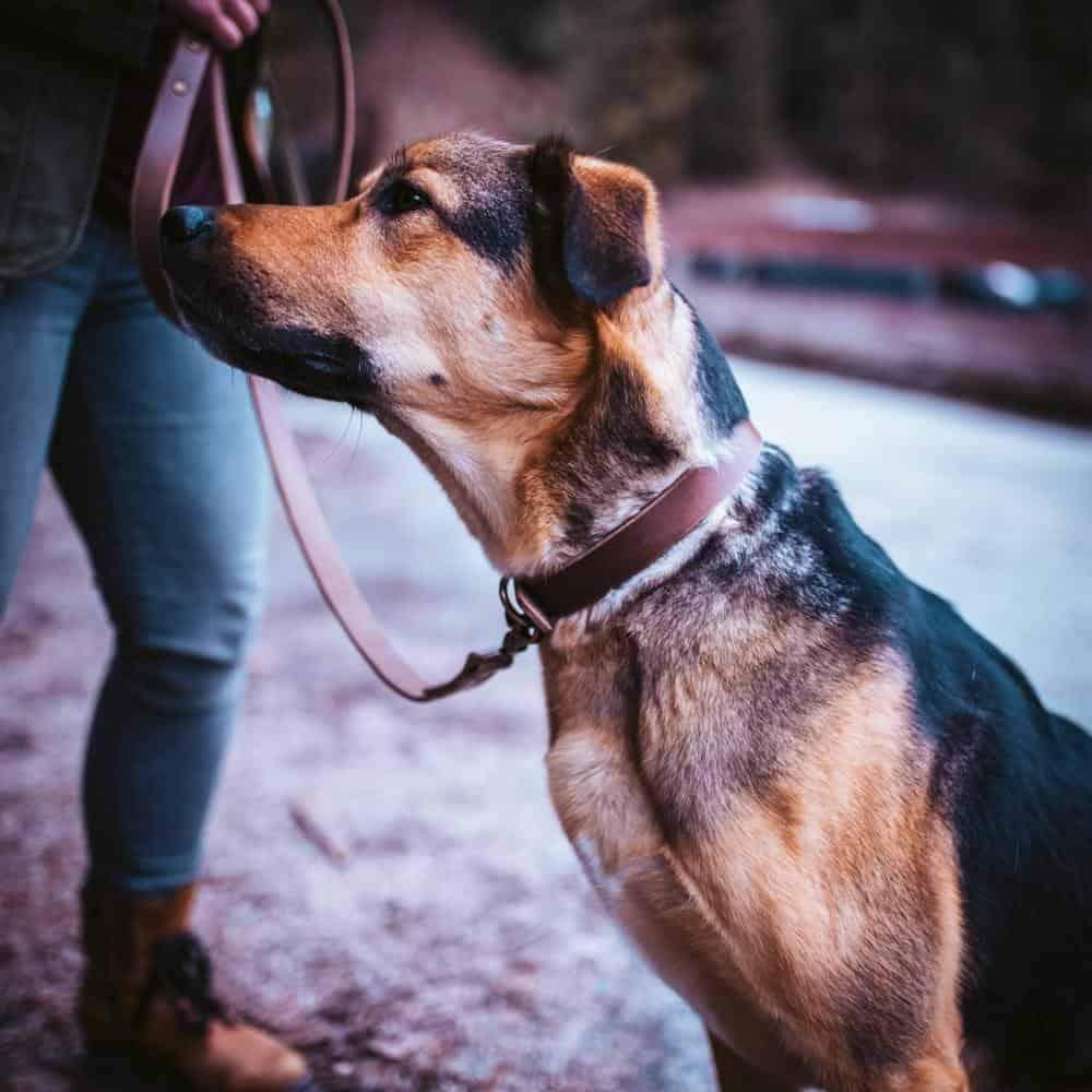 Leather Dog Collar - Natural Popov Leather