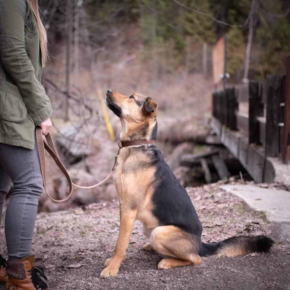 Leather Dog Leash - Natural Popov Leather